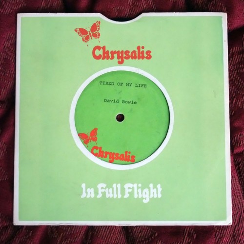 This is a thumbnail + TOML acetate chrysalis.jpg